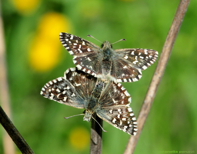 Lepidoptera del Chianti